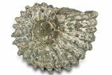 Bumpy Ammonite (Douvilleiceras) Fossil - Madagascar #277181-1